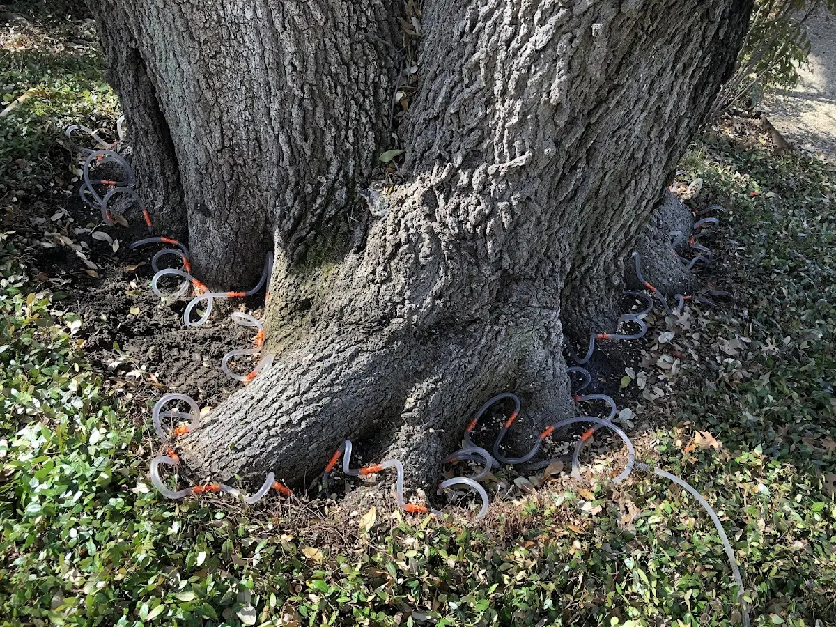Detailed Tree Cabling and Bracing job site in Portersville